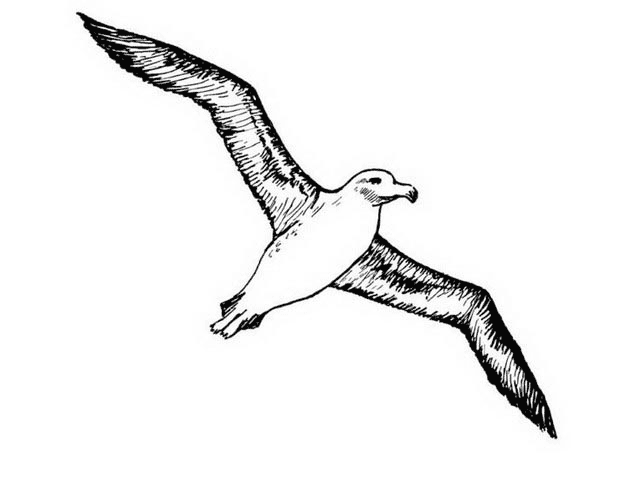 imagini de colorat albatros